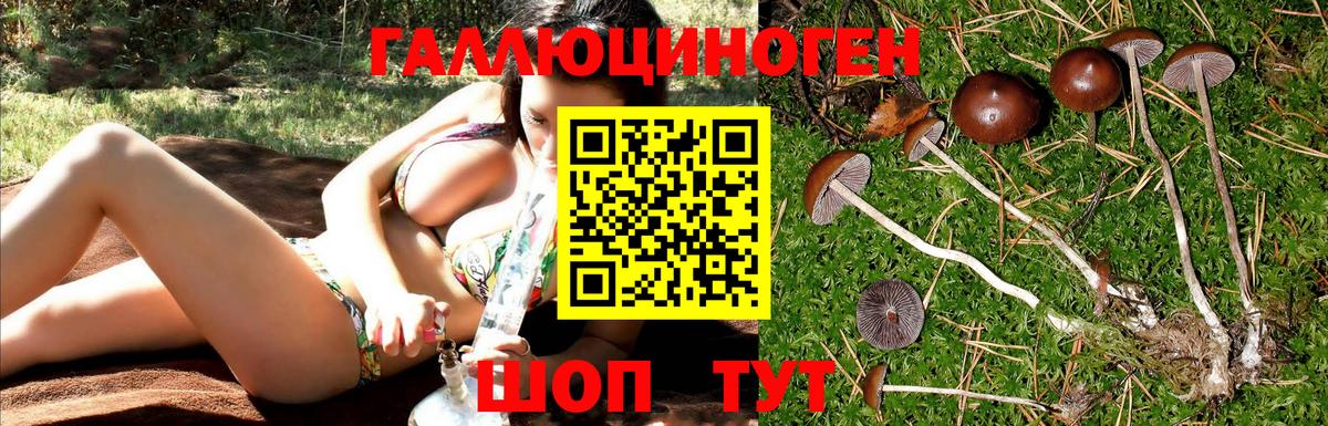 Псилоцибиновые грибы GOLDEN TEACHER  как найти закладки  Волгодонск  Псилоцибиновые грибы мицелий  Вход с VPN 